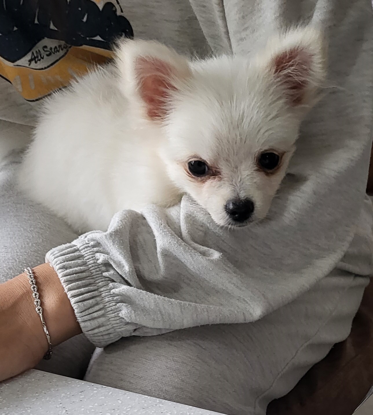 믹스견 이미지 파일 입니다.